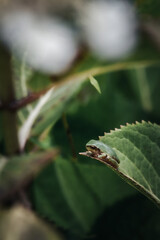 紫陽花の葉っぱに乗ったアマガエル