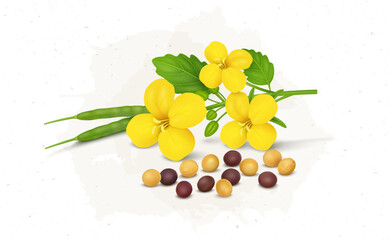 Mustard seed and flower with mustard plant green beans