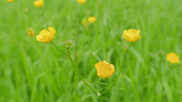 Wild flowers in a meadow swaying in the wind. Yellow buttercup flowers blooming on meadow in spring season. Close up.