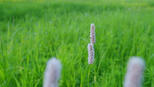 Persicaria bistorta, known as bistort, snakeroot, snake-root, snakeweed and easter-ledges. Europe. Static.