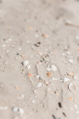 Muscheln im Sand