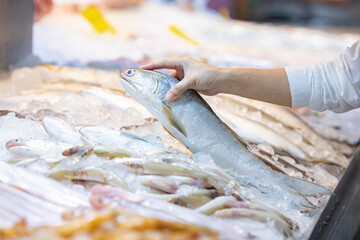 Fourfinger threadfin or Indian salmon fish lies on ice. Shop window with fish products. Woman...