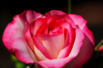 Pink and white color tone rose flower head close up macro photograph taken on a sunny day.