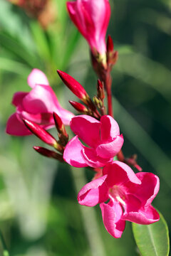 Dark pink flower branch of Kyochikuto (Oleander, Nerium oleander), under the bright sun light.