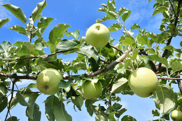 青い林檎