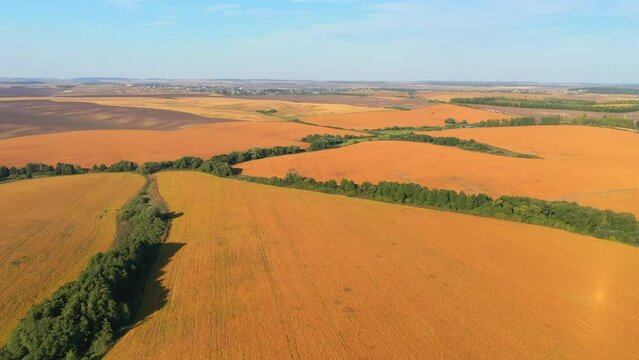 Gorgeous fields of ripe soybeans, ready for harvest on a summer day. UHD 4k video.