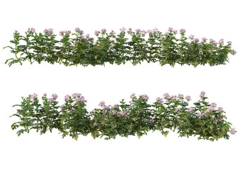 Obraz premium Flowers on a transparent background 