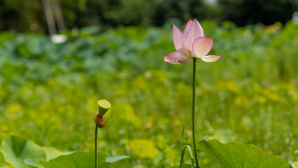 睡蓮も人と同じ、小さく枯れ行く人の様