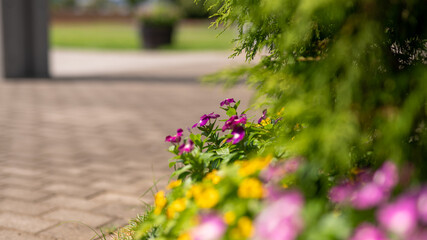 足元にある小さな花も見てあげて