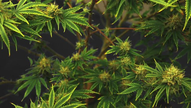 Cannabis plant in curative cannabis weed farm for medical cannabis product . The indoor agriculture farm provide high quality medicinal cannabis production for health care and medicine uses .