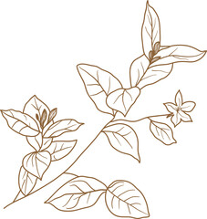 Leaf transparent for decoration.