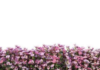 Flowers on a transparent background
