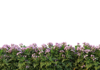 Obraz premium Flowers on a transparent background 