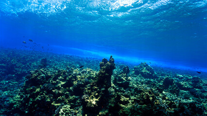 Naklejka na ściany i meble Underwater photo of a colorful coral reef