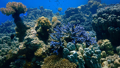 Fototapeta na wymiar Beautiful and colorful blue soft corals
