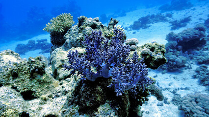 Fototapeta na wymiar Beautiful and colorful blue soft corals