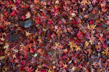 紅葉のじゅうたん