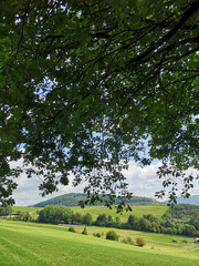 Landscape Trees Grass Nature Photo in NRW Sauerland Germany