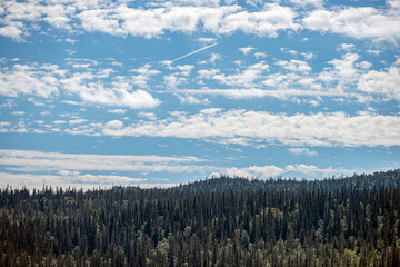 forest in the mountainsåre,jämtland,sverige,sweden,sommar,årstid,norrland,natur,eu,jorden,ADVHER22