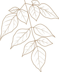 Leaf doodle transparency for decoration.	