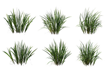 Shrubs and flower on a transparent background
