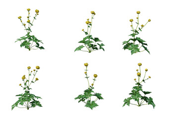 Shrubs and flower on a transparent background
