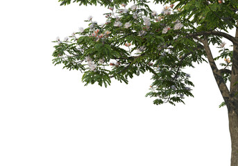 Foreground branch on a transparent background
