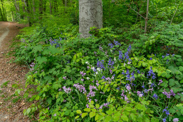 Flowering plants and beech trees and brambles growing in a forest outside of Rozenbos in Rheden, The Netehrlands