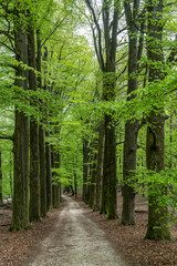 Road through the Middachterbossen (forest) outside of De Steeg in The Netherlands.