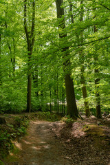 Obraz premium Road through the Middachterbossen (forest) outside of De Steeg in The Netherlands.