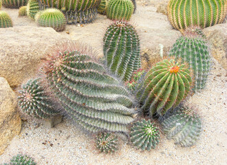 group of green cacti growing on pebbles