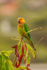 Papagei St. Thomas Sittich