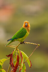 Papagei St. Thomas Sittich