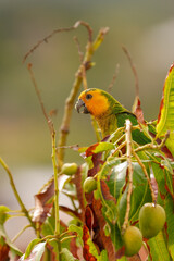 Papagei St. Thomas Sittich