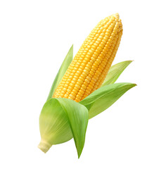 Fresh corn isolated on white background. Clipping path.