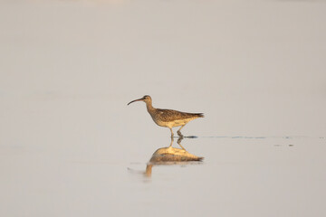 Adult whimbrel walking in clear water