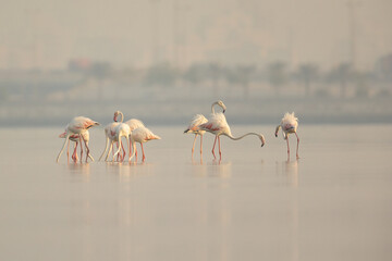 Greater flamingos  foraging in open water