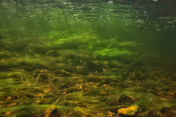 Fototapeta premium underwater fresh water green background with sun rays under, water