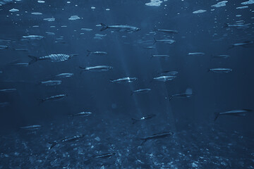 fish underwater shoal, abstract background nature sea ocean ecosystem