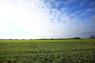 summer road in the field landscape nature meadow
