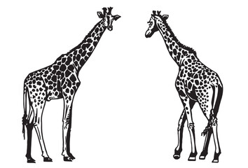 Graphical set of giraffes isolated on white background, African animal vector illustration