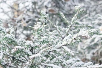 Fir branches of cute little Christmas trees with first snow, winter onset landscape, close up needles under snowy flakes