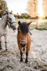 Obraz premium Bauernhof Pferd & Pony