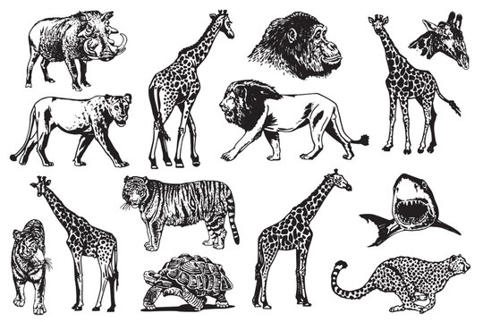 Graphical Big Set Of Wild African Animals Isolated On White, Vector Illustration.Aquatic And Savanna Animals