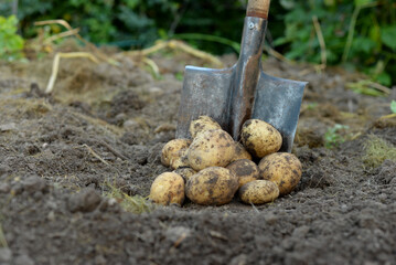 shovel and potato tubers in the garden