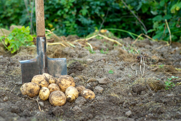 shovel and potato tubers in the garden. Place for text