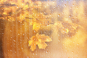 abstract autumn background rain leaves wallpaper park