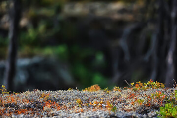 lichen moss texture background, nature abstract old stone