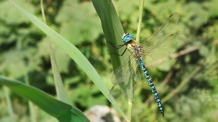 Blue, blue dragonfly sits on a branch, side view, close up