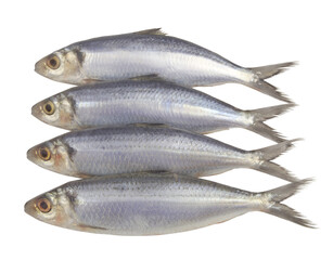 Fresh raw herring fishes isolated on white background